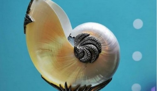 Дарвиновский музей показал древнего моллюска наутилуса