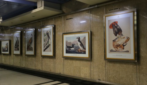 Экспонаты Дарвиновского музея показали на выставке в Мурманске