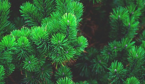 Экоцентр «Битцевский лес» рассказал, как провести Новый год без вреда для окружающей среды