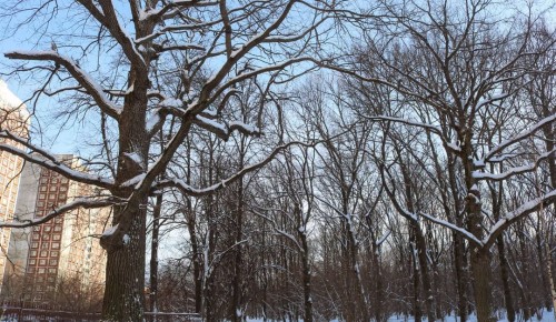 Усадьба "Воронцово" рассказала о сохранении старейших деревьев Воронцовского парка