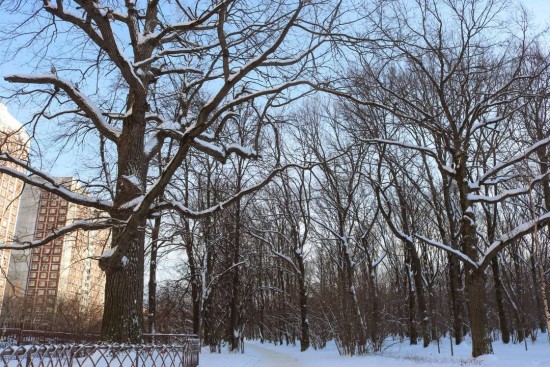 Усадьба "Воронцово" рассказала о сохранении старейших деревьев Воронцовского парка