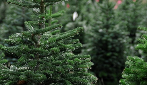 Жители Теплого Стана до 20 февраля смогут сдать елки на переработку