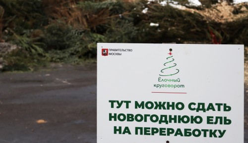 Жителям Ломоносовского района предлагают сдать ёлки в один из пяти пунктов приёма