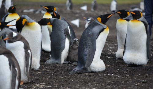Экоцентр «Лесная сказка» рассказал о Дне осведомленности о пингвинах