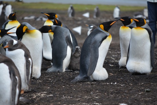 Экоцентр «Лесная сказка» рассказал о Дне осведомленности о пингвинах