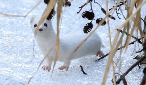 Специалисты Мосприроды провели зимний учет животных в Битцевском лесу