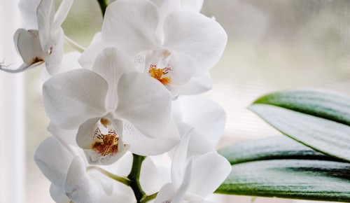 В Московском дворце пионеров расцвели драгоценные орхидеи