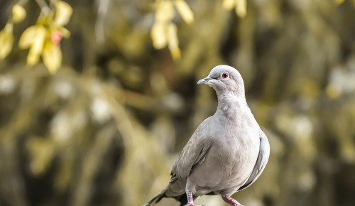 Экоцентр «Лесная сказка» в рамках проекта «Птичья кухня» рассказал про голубей