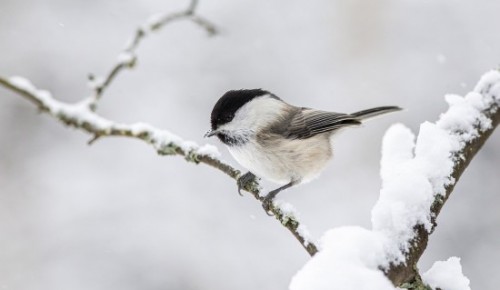 Жителей Ясенева приглашают принять участие в экологической акции «Покорми птиц зимой»