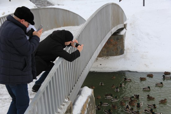 За Калужской заставой - В Северном Бутове пересчитали диких ...
