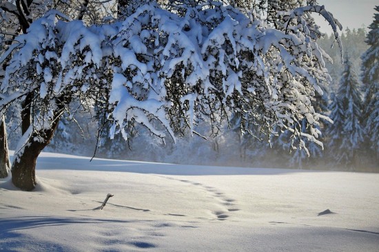 Мосприрода рассказала, каких зверей можно поймать в объектив в ходе зимней фотоохоты в Битцевском лесу