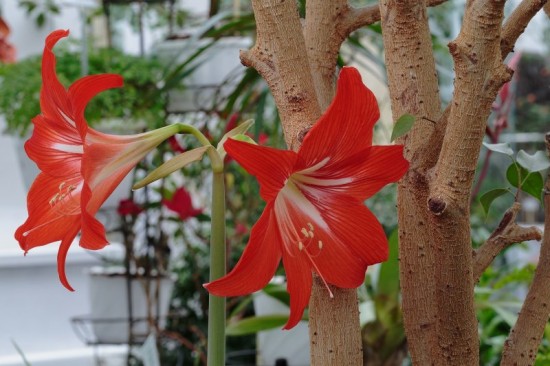 В оранжерее Дарвиновского музея распустился цветок гибридного амариллиса
