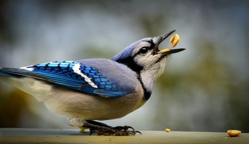 Мосприрода предлагает подкармливать птиц зимой из полезных съедобных кормушек