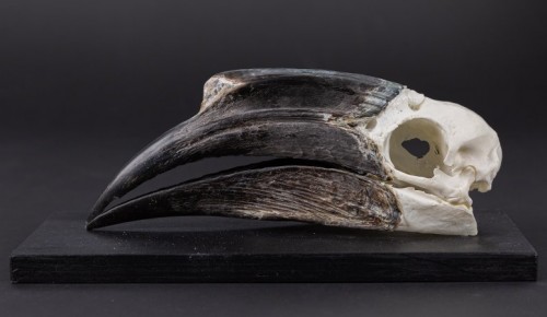 Фонд Дарвиновского музея пополнился черепом черношлемного калао