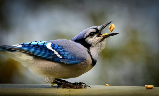 Мосприрода предлагает подкармливать птиц зимой из полезных съедобных кормушек