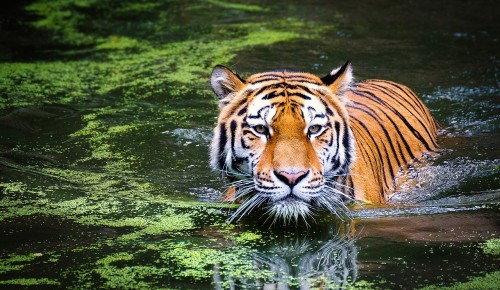 Дирекция природных территорий «Битцевский лес» рассказала о повадках амурского тигра