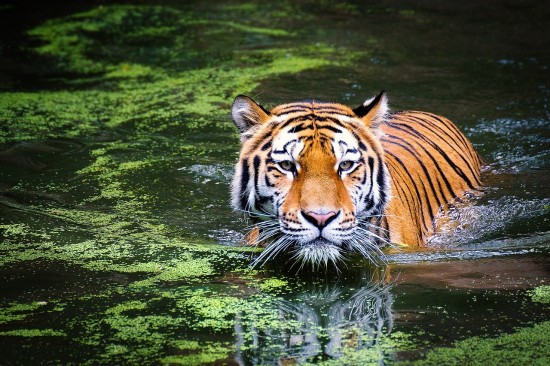 Дирекция природных территорий «Битцевский лес» рассказала о повадках амурского тигра