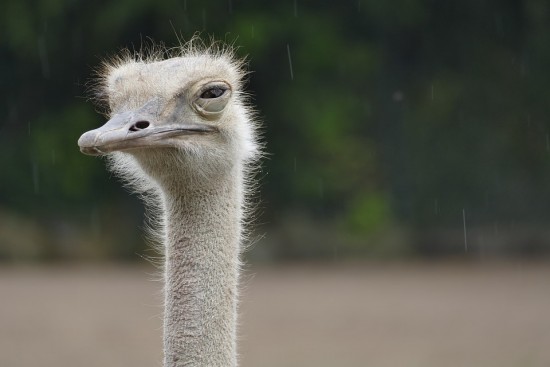 Дарвиновский музей опубликовал видеоролик об африканском страусе