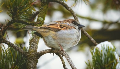 Дирекция природных территорий «Тропарево» и «Теплый Стан» опубликовала лекцию о подкормке птиц