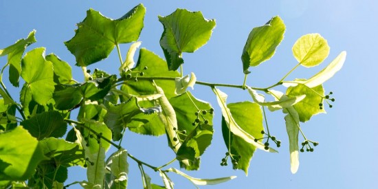 Собянин утвердил планы по озеленению городских территорий до конца года