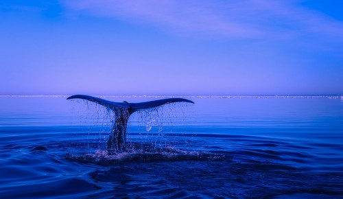 Экоцентр «Лесная сказка» приглашает пройти онлайн-викторину про китов