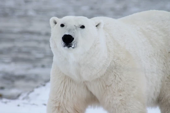 Дарвиновский музей рассказал удивительные факты о белом медведе
