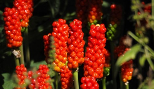 Жители Зюзина могут посетить вебинар Мосприроды о растениях 16 марта