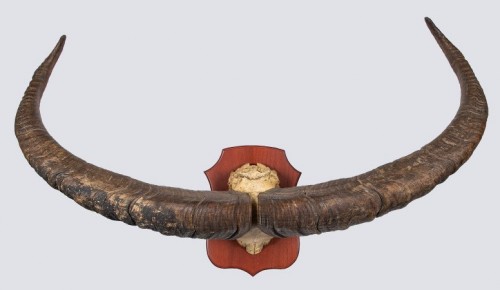 Фонд Дарвиновского музея пополнился рогами северного оленя и дагестанского тура