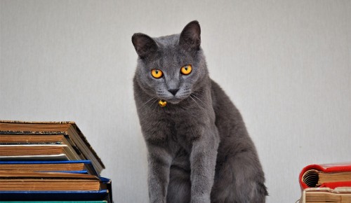 Библиотекари Котловки составили книжную подборку ко Дню кошек
