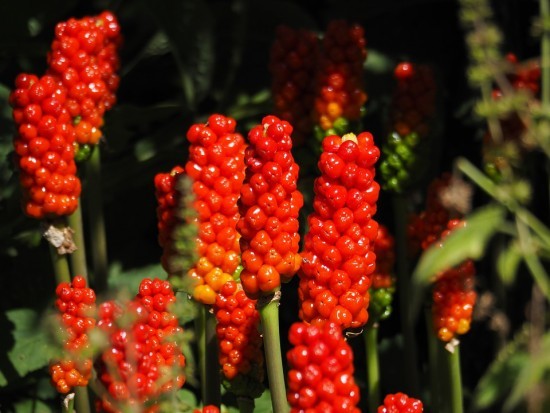 Жители Зюзина могут посетить вебинар Мосприроды о растениях 16 марта