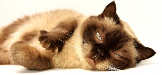 Психолог рассказала жителям Конькова о влиянии кошек на состояние человека
