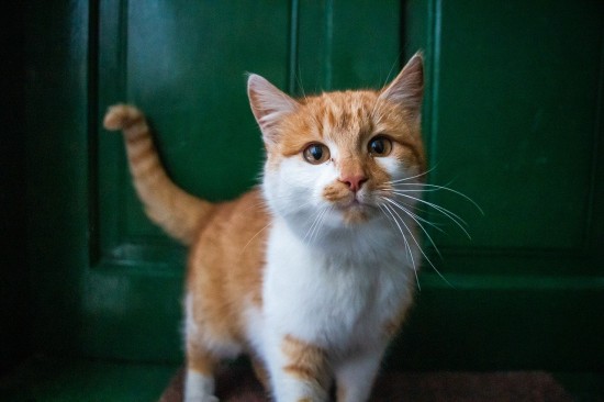 Психолог рассказала жителям Северного Бутова о влиянии кошек на состояние человека