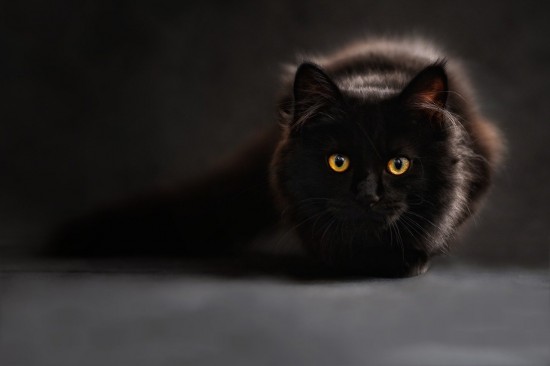О влиянии кошек на состояние человека жителям Ясенева рассказали в Московской службе психологической помощи