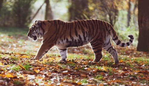 Дарвиновский музей опубликовал видеоролик об амурском тигре