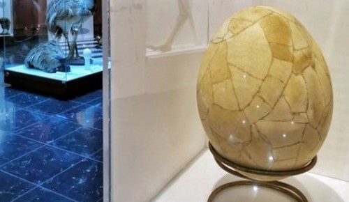 Дарвиновский музей показал самое огромное яйцо в мире