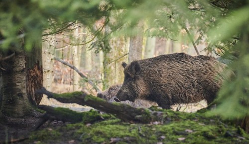 Следы самого крупного животного в столице обнаружили в парке «Битцевский лес»