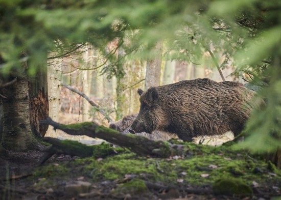 Следы самого крупного животного в столице обнаружили в парке «Битцевский лес»