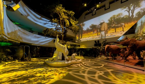 В Дарвиновском музее можно бесплатно увидеть инсталляцию «Многообразие жизни на Земле»
