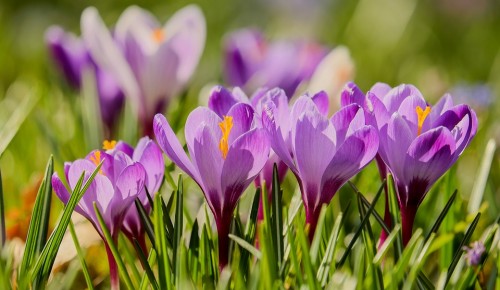 Стало известно, какие цветы распустятся весной в Воронцовском парке
