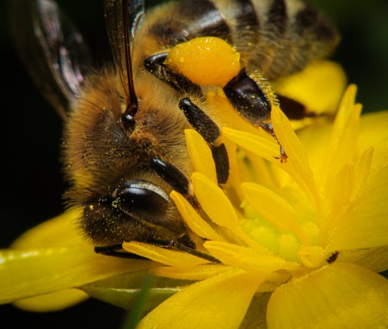 На первый облет вылетели пчелы на пасеках Мосприроды