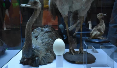 В Дарвиновском музее представили гигантское яйцо вымершей птицы