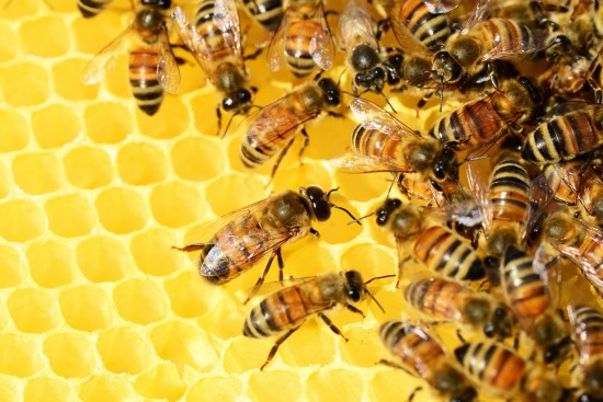 Экоцентр «Воробьевы горы» предлагает пройти викторину о пчелах