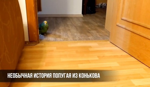 В районе Коньково живёт 41-летний попугай