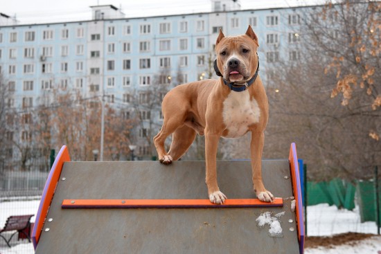 Кусачим паразитам «гав!» Ветеринар из ЮЗАО рассказала, как обезопасить питомцев