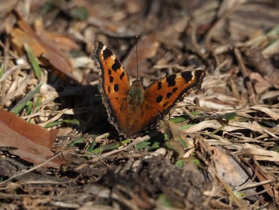 В парке «Битцевский лес» проснулись бабочки