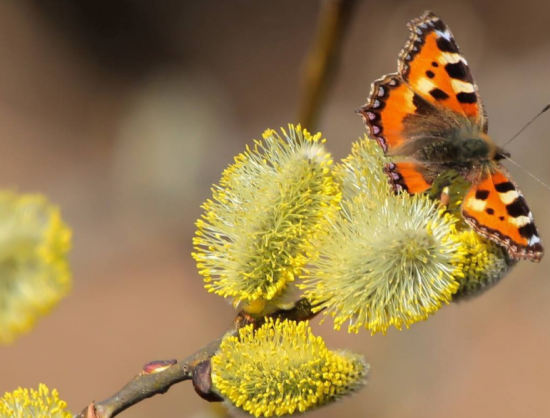 Специалисты экоцентра «Лесная сказка» заметили бабочек в Битцевском лесу