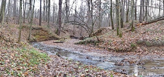 В Битцевском лесу проведут экологическую реабилитацию двух водоемов