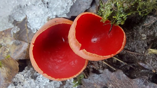 В парке «Битцевский лес» нашли редкий гриб «эльфийская чаша»