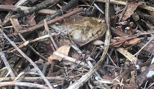 В парке «Битцевский лес» заметили лягушек и краснокнижных чибисов