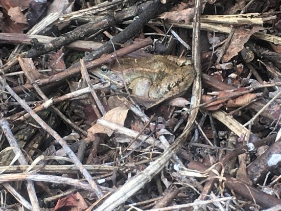 В парке «Битцевский лес» заметили лягушек и краснокнижных чибисов